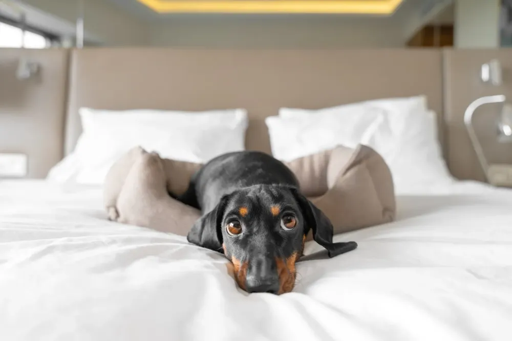 Hôtel chien accepté à Penvénan